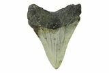 Serrated, Juvenile Megalodon Tooth - North Carolina #338534-1